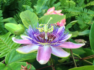 Passion Flower