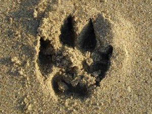 Paw Print