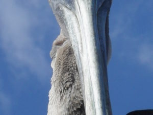 Pelican Close-up