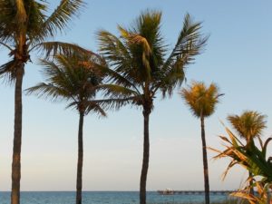 Pier Palms